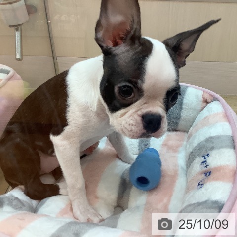 ボストン・テリアの写真