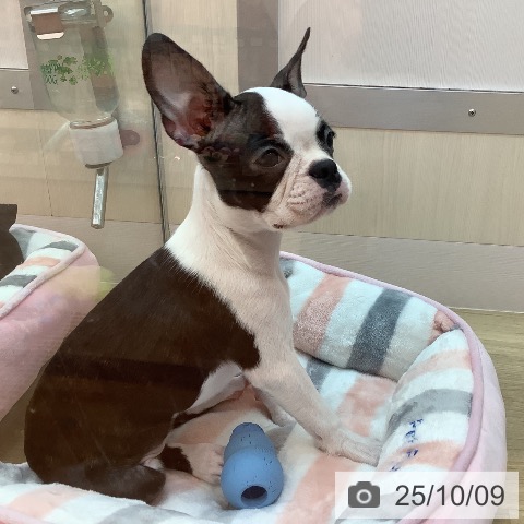 ボストン・テリアの写真