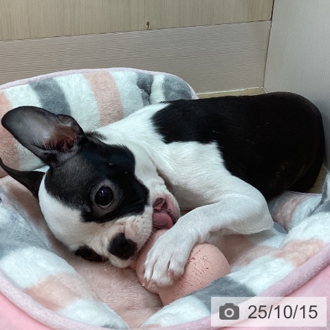 ボストン・テリアの写真