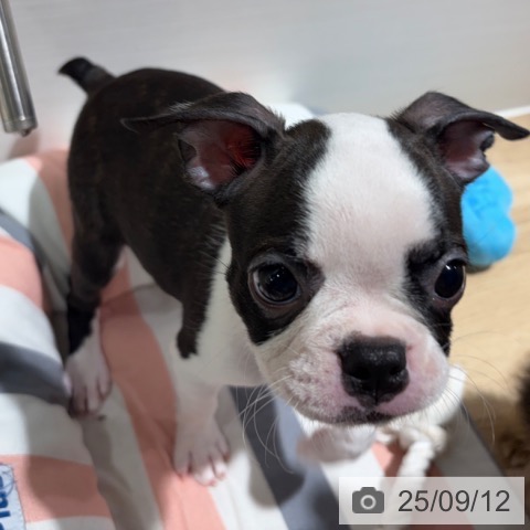 ボストン・テリアの写真