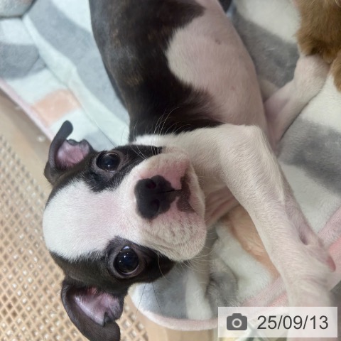 ボストン・テリアの写真