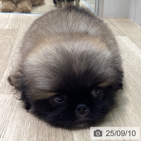 ペキニーズの写真
