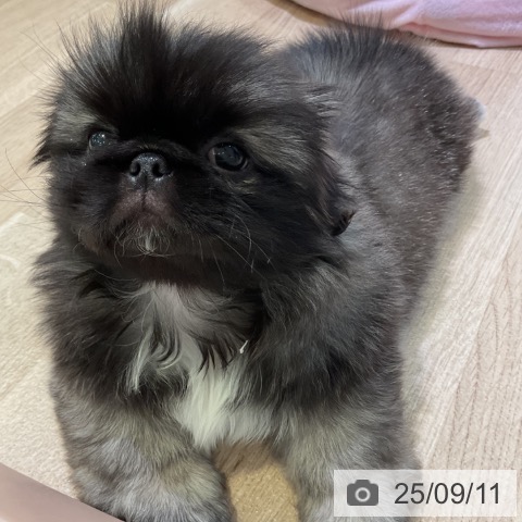 ペキニーズの写真