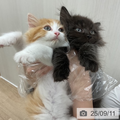 ラガマフィンの写真