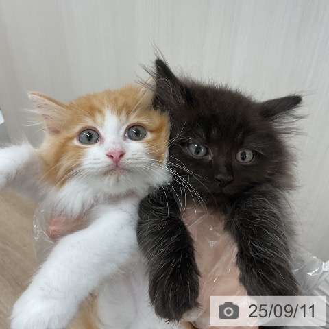 ラガマフィンの写真