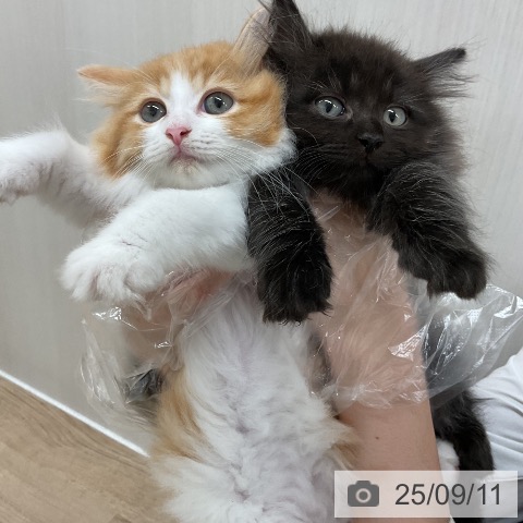 ラガマフィンの写真