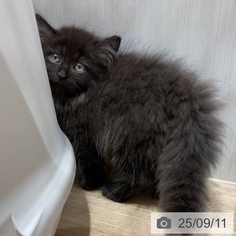 ラガマフィンの写真