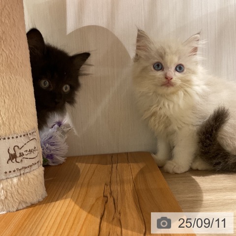 ラガマフィンの写真