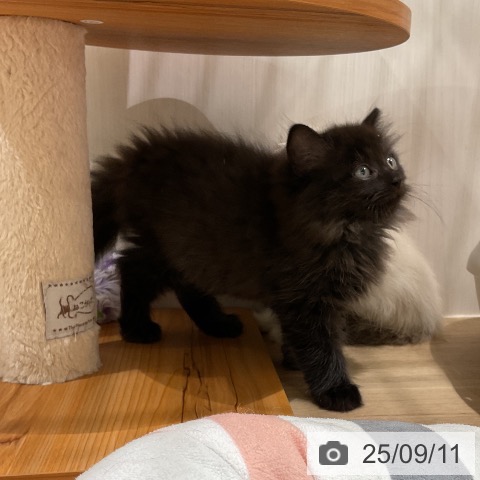 ラガマフィンの写真