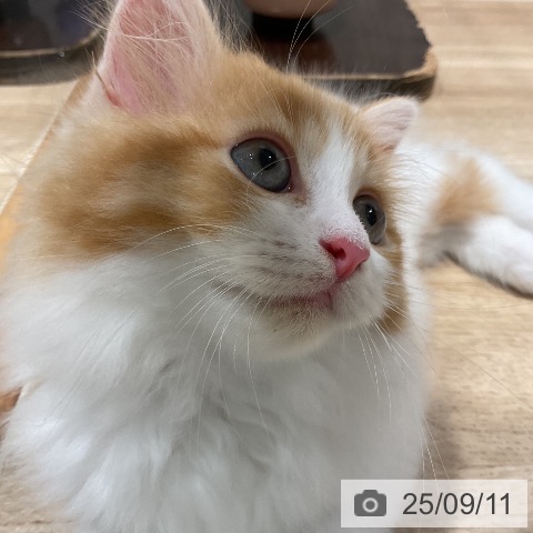 ラガマフィンの写真