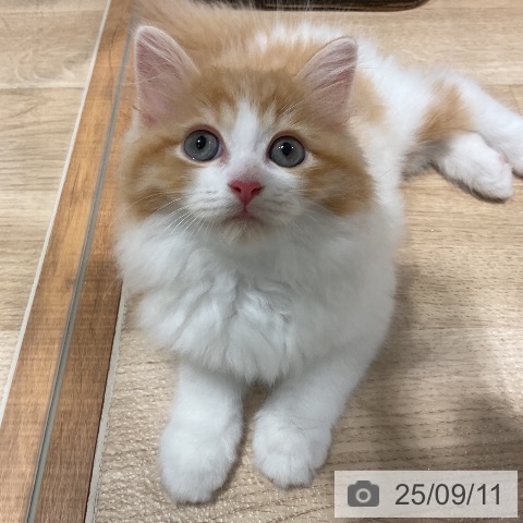 ラガマフィンの写真