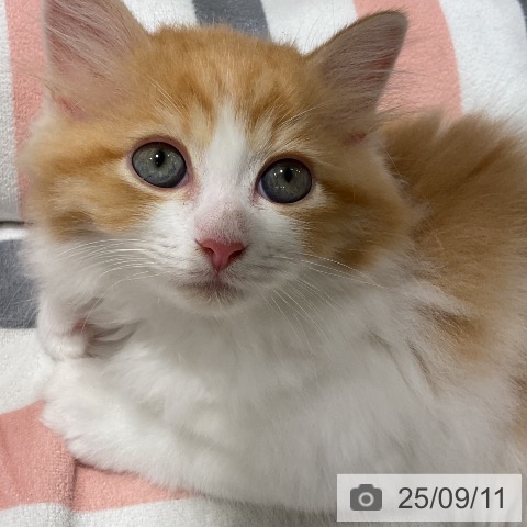 ラガマフィンの写真