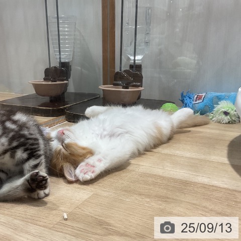 ラガマフィンの写真