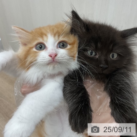 ラガマフィンの写真