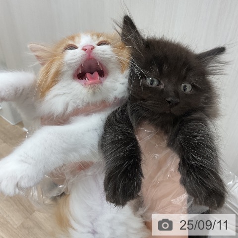 ラガマフィンの写真