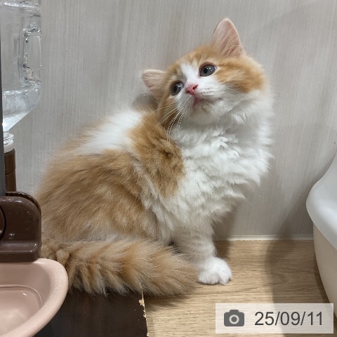 ラガマフィンの写真