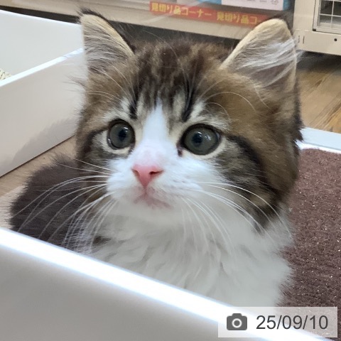 スコティッシュフォールドの写真
