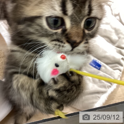 スコティッシュフォールドの写真