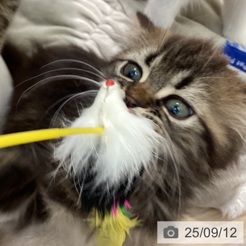 スコティッシュフォールドの写真