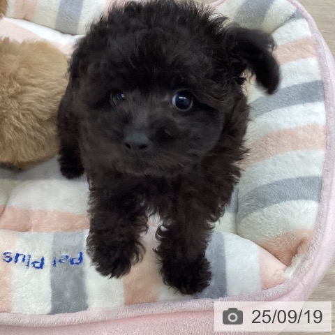 トイ・プードルの写真