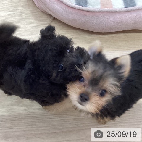 トイ・プードルの写真