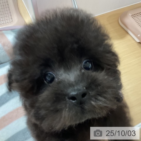 トイ・プードルの写真