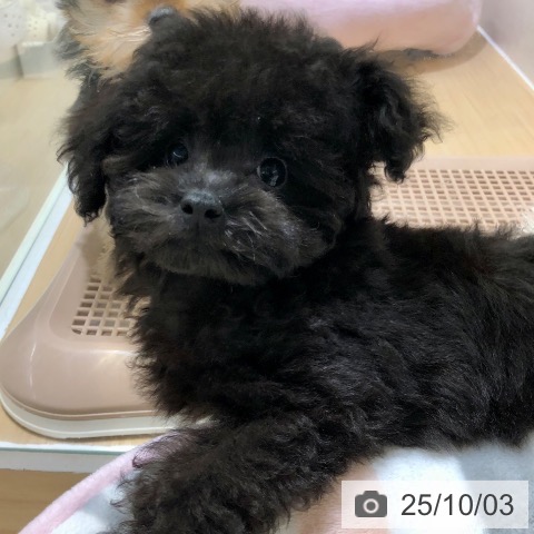 トイ・プードルの写真