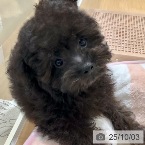 トイ・プードルの写真