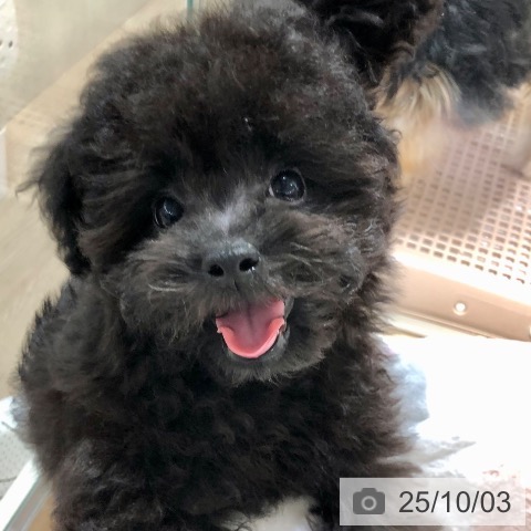 トイ・プードルの写真