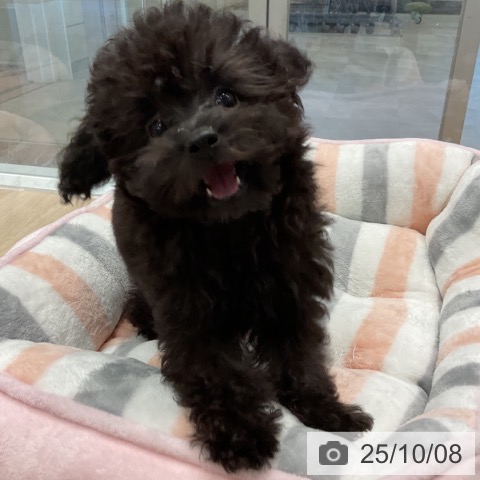 トイ・プードルの写真