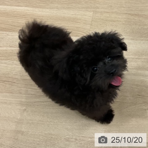 トイ・プードルの写真