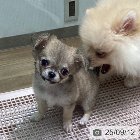 チワワの写真
