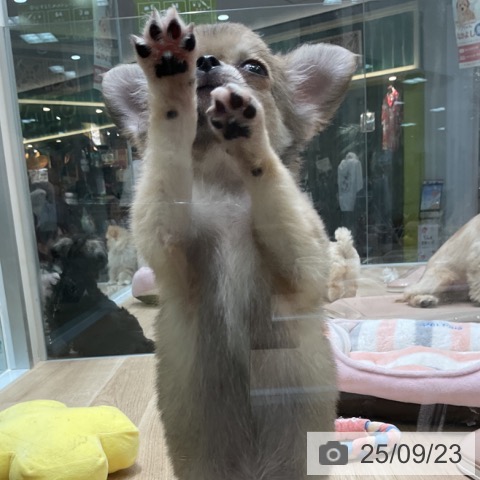 チワワの写真