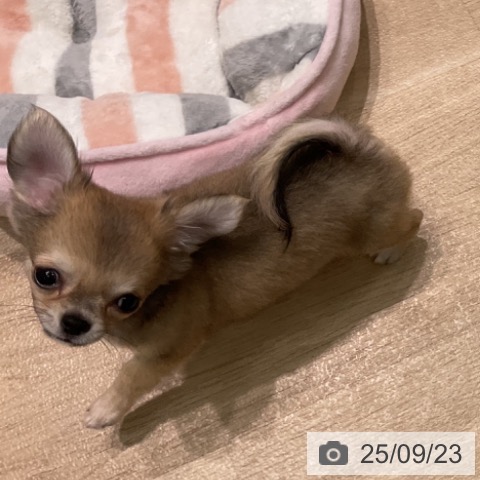 チワワの写真