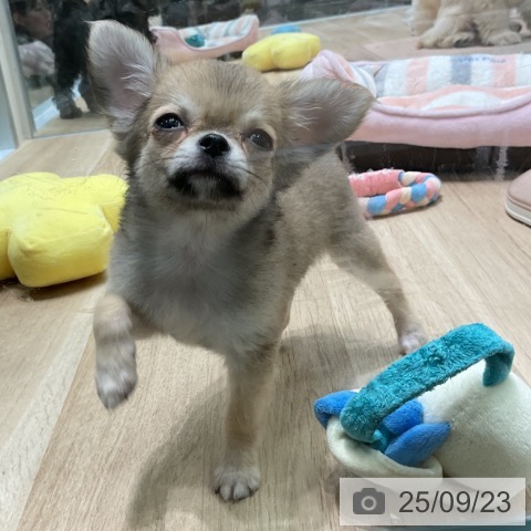 チワワの写真