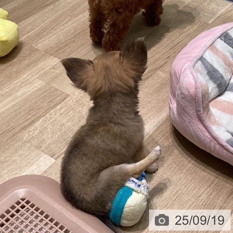 チワワの写真