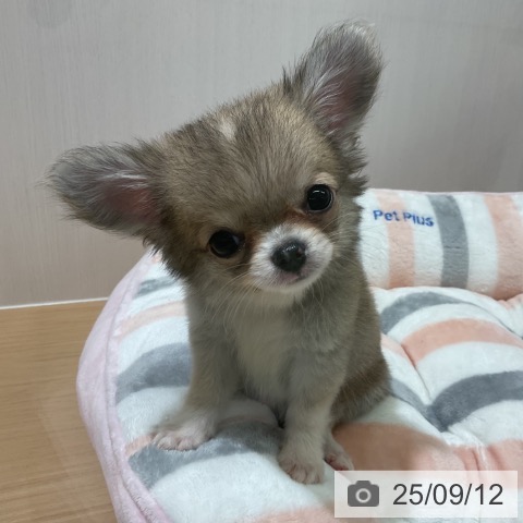 チワワの写真