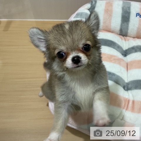チワワの写真