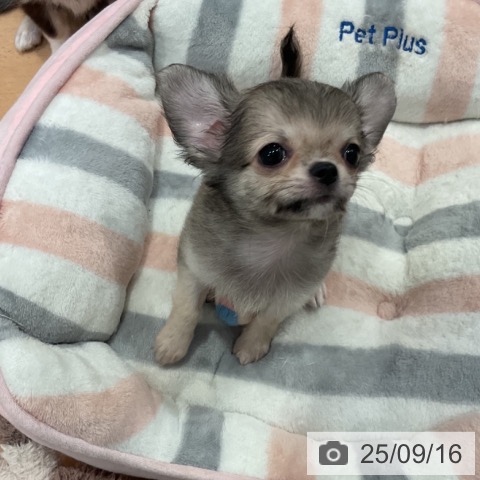 チワワの写真