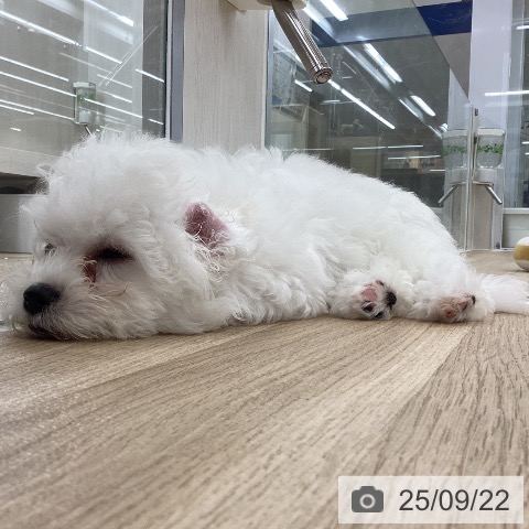 ビション・フリーゼの写真