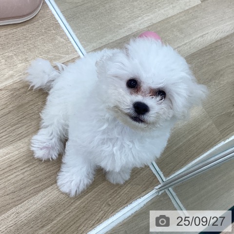 ビション・フリーゼの写真