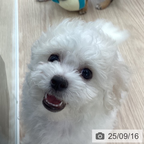 ビション・フリーゼの写真