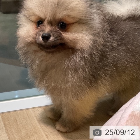 ポメラニアンの写真