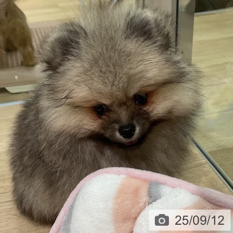ポメラニアンの写真