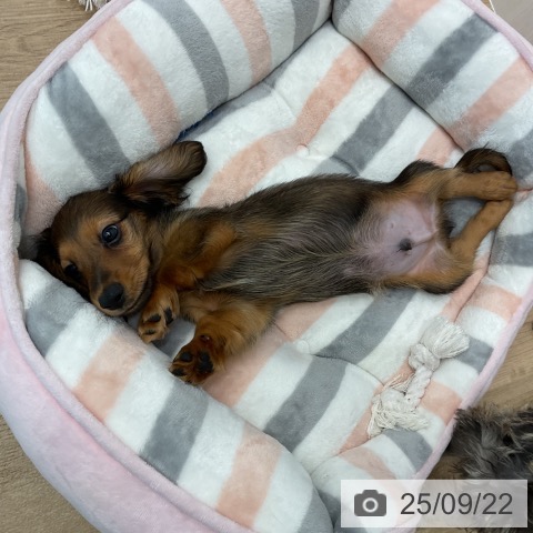ミニチュア・ダックスフンドの写真
