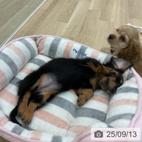 ミニチュア・ダックスフンドの写真