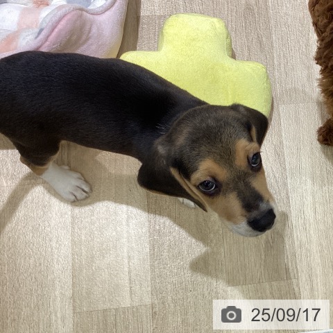 ビーグルの写真
