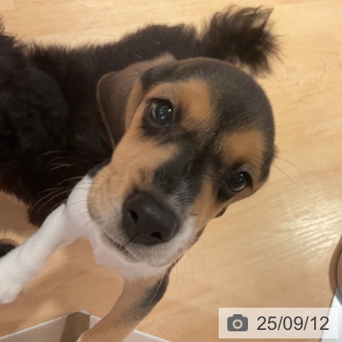 ビーグルの写真