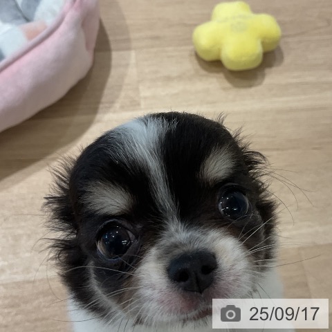 チワワの写真