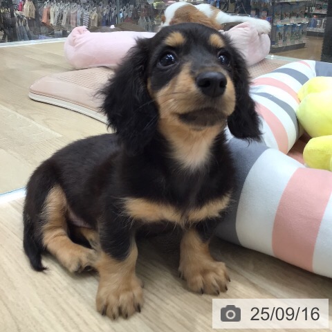 ミニチュア・ダックスフンドの写真